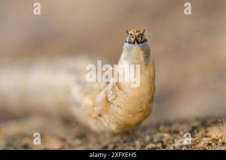 Larve de tipule (Tipula sp.), l'Europe, en novembre, en conditions contrôlées Banque D'Images