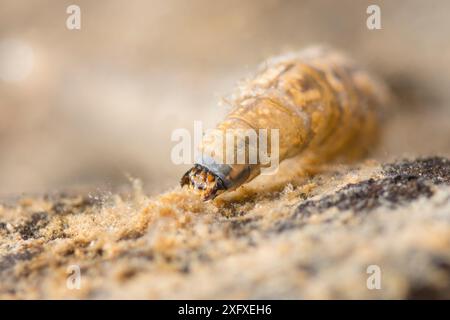 Larve de tipule (Tipula sp.), l'Europe, en novembre, en conditions contrôlées Banque D'Images