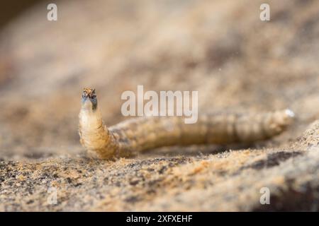 Larve de tipule (Tipula sp.), l'Europe, en novembre, en conditions contrôlées Banque D'Images