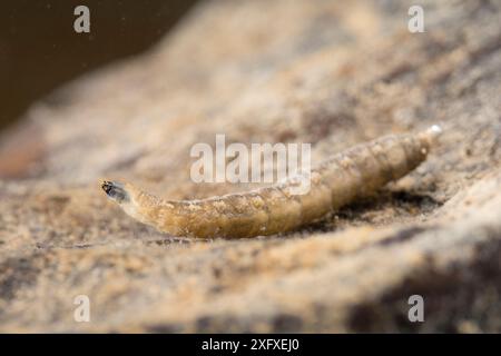 Larve de tipule (Tipula sp.), l'Europe, en novembre, en conditions contrôlées Banque D'Images