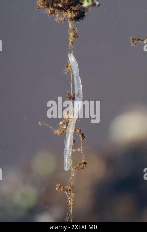 Ver oligochète aquatique (Chaetogaster sp.), Europe, janvier, conditions contrôlées Banque D'Images