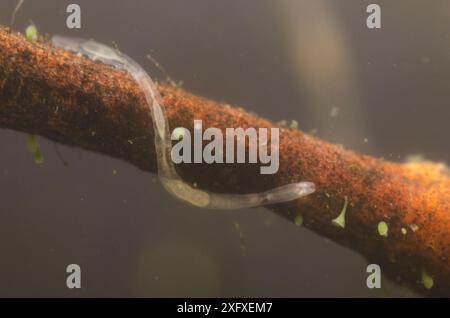 Ver oligochète aquatique (Chaetogaster sp.), Europe, janvier, conditions contrôlées Banque D'Images