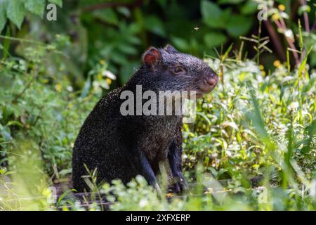 Agouti noir (Dasyprocta fuliginosa) forêt tropicale humide, nord de l'Équateur. Banque D'Images