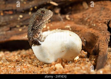 Le dragon d'eau australien (Intellagama lesueurii) éclosant d'oeufs, en captivité, se produit dans l'est de l'Australie. Banque D'Images