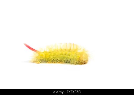 chenille pâle à tussock, (Calliteara pudibunda) sur houblon, Whitelye, Monmouthshire, août. Banque D'Images
