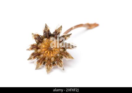 Cheiridopsis, capsule de graines des espèces en réponse à la pluie. Le Namaqualand, Afrique du Sud. Banque D'Images