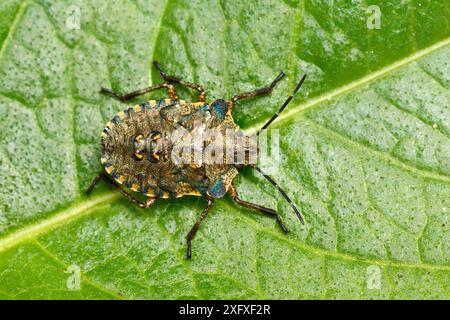 La nymphe de l'insecte du bouclier forestier (Pentatoma rufipes). Forêt de Dean, Gloucestershire, Angleterre, Royaume-Uni. Famille des Pentatomidae Banque D'Images