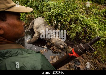 Rhinocéros indiens morts (Rhinoceros unicornis). Pendant les inondations de la mousson, les rhinocéros sortent des prairies inondées et de la protection du parc national de Kaziranga. Hors de leur zone protégée, ils sont exposés à des braconniers qui attendent. Assam, Inde. Banque D'Images