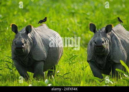 Rhinocéros indiens (Rhinoceros unicornis) deux avec des oiseaux sur le dos, Parc National de Kaziranga, Assam, Inde Banque D'Images