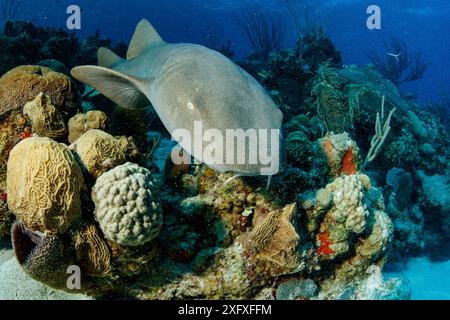 Requin nourricier (Ginglymostoma cirratum) nageant au-dessus du récif. Réserve de biosphère de Chinchorro Banks, Quintana Roo, péninsule du Yucatan, Mexique. Banque D'Images