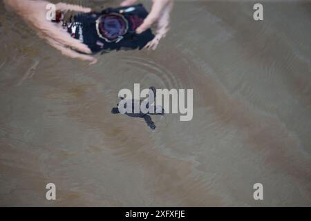 Tortue de mer caouanne (Caretta caretta) naissant avec un photographe sous-marin en photo, Zakynthos, Grèce, août. Banque D'Images