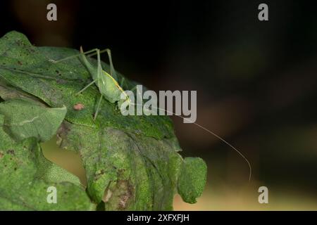 Southern Oak Bush-cricket (Meconema meridionale) Norfolk, Angleterre, Royaume-Uni. Août. Banque D'Images