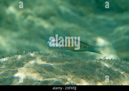 Peacock wrasse (Thalassoma pavo) Zakynthos Grèce GR août 2018 Banque D'Images