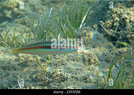 Rainbow wrasse (Coris julis) Zakynthos, Grèce, août. Banque D'Images