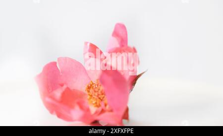 Une seule fleur rose avec un centre jaune. La fleur est au centre de l'image et est entourée d'un fond blanc. La fleur est le fo principal Banque D'Images