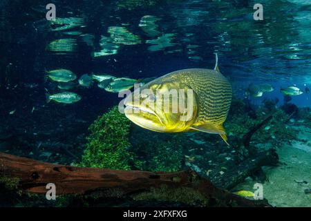 dorado d’eau douce (Salminus brasiliensis) et Piraputanga (Brycon hilarii), Recanto Ecologico, Rio da Prata, Bonito, Mato Grosso do Sul, Brésil Banque D'Images