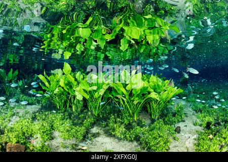 Plantes sous-marines reflétées dans la surface à la Nascente Azul, Bonito, Mato Grosso do Sul, Brésil Banque D'Images