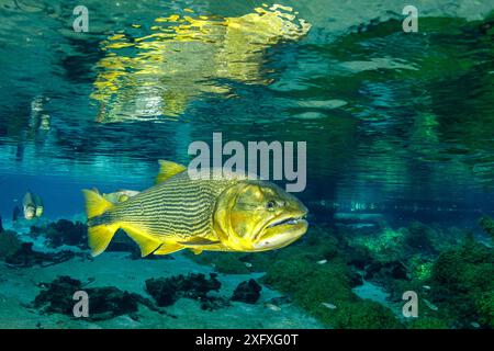 dorado d'eau douce, (Salminus brasiliensis) réfléchie à la surface, Recanto Ecologico, Rio da Prata, Bonito, Mato Grosso do Sul, Brésil Banque D'Images