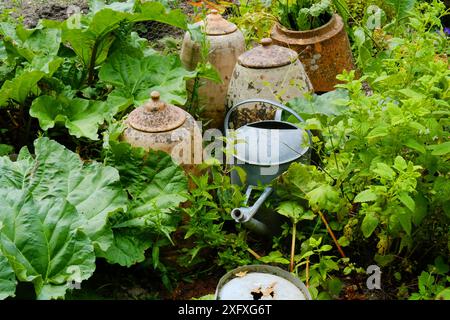 Rhubarbe avec des forceurs de rhubarbe en faïence et arrosoir dans un jardin anglais - John Gollop Banque D'Images