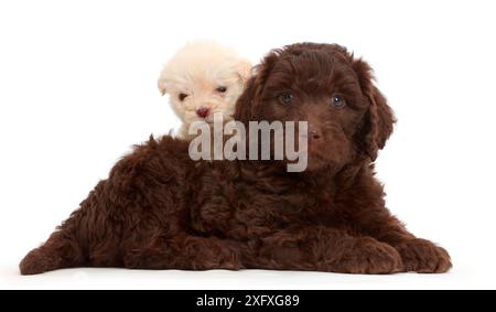 Chiots chocolat et labradoodle doré. Ces chiots ont tous les deux 6 semaines d'âge, mais le plus petit est une runte. Banque D'Images