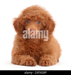 Chiot caniche rouge. Banque D'Images