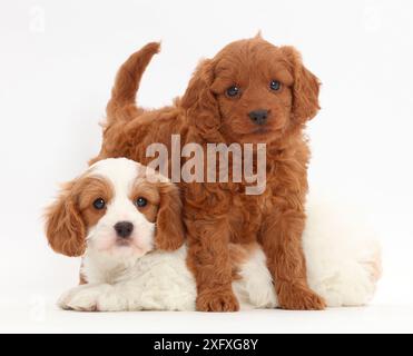 Deux chiots Cavapoo. Banque D'Images