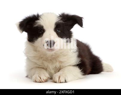 Chiot Border Collie noir et blanc, 7 semaines. Banque D'Images