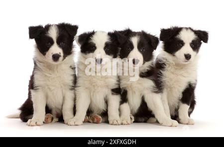 Quatre chiots Border Collie noir et blanc, âgés de 7 semaines, assis dans une rangée Banque D'Images