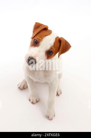 Jack Russell Terrier chiot, Bertie, 11 semaines, assis et levant les yeux. Banque D'Images
