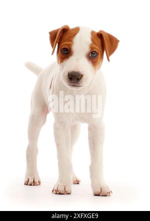 Jack Russell Terrier chiot, Bertie, 11 semaines, debout. Banque D'Images