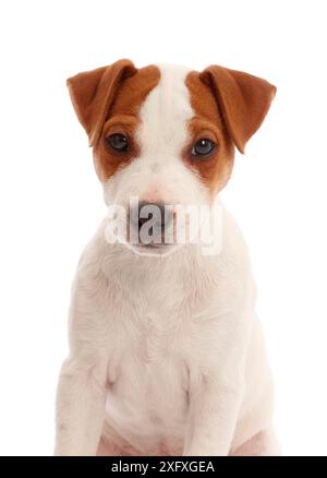 Jack Russell Terrier chiot, Bertie, 11 semaines. Banque D'Images