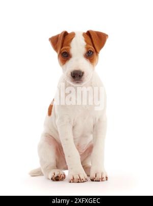 Jack Russell Terrier chiot, Bertie, 11 semaines, assis. Banque D'Images