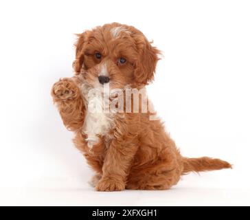 Chiot Cavapoo mignon assis avec la patte relevée. Banque D'Images