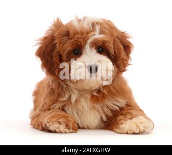 Cavapoo chiot couché tête en haut. Banque D'Images