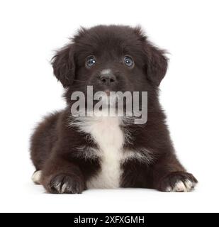 Chiot berger américain miniature noir et blanc, 5 semaines. Banque D'Images