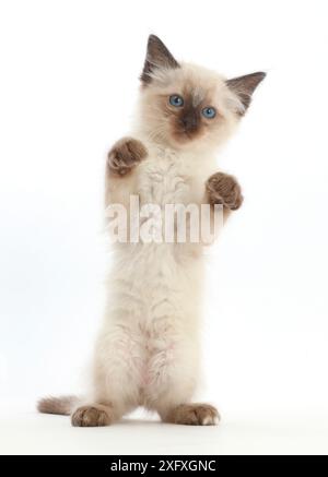 Ragdoll x chaton siamois, âge 7 semaines, debout, pattes vers le haut. Banque D'Images