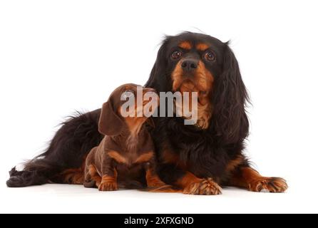 Cavalier King Charles Spaniel et Teckel Chocolate Puppy. Banque D'Images