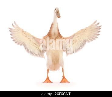 Indian Runner Duck, battant des ailes. Banque D'Images