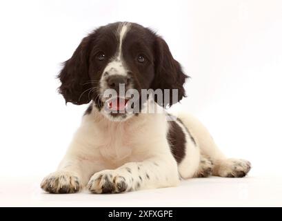 Chiot anglais Springer Spaniel travaillant, âge 7 semaines. Banque D'Images