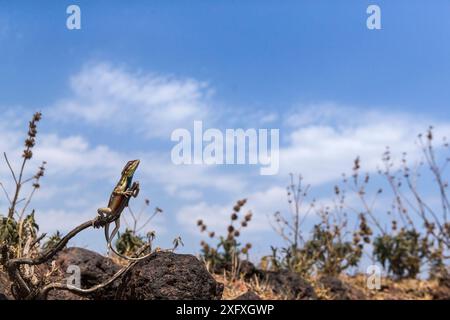 Superbe lézard à gorge d'éventail (Sarada superba) mâle, plateau de Chalkewadi, Maharashtra, Inde Banque D'Images