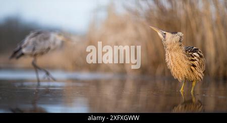 Bittern (Botaurus stellaris) avec héron gris (Ardea cinerea) dans le lac Csaj, Parc national de Kiskunsagi, Pusztaszer, Hongrie. Janvier. Banque D'Images