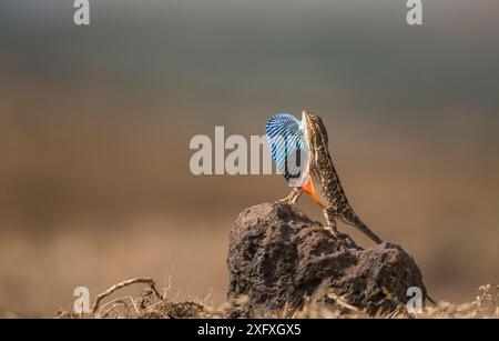 Superbe lézard (Sarada superba, ) avec sa couche de rosée affichée. Plateau de Chalkewadi, Maharashtra, Inde Banque D'Images