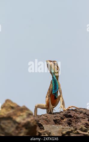 Superbe lézard à gorge d'éventail (Sarada superba) affichant des toiles de rosée, plateau de Chalkewadi, Maharashtra, Inde Banque D'Images