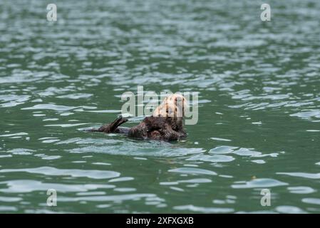 Loutre de mer du Nord (Enhydra lutris kenyoni), deux flottant sur la mer. Alaska du Sud-est, États-Unis. Juin. Banque D'Images