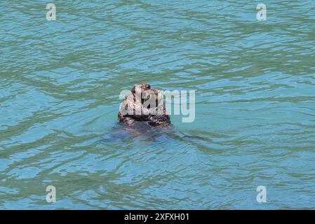 Loutre de mer du Nord (Enhydra lutris kenyoni), deux s'accrochant l'un à l'autre en mer. Alaska du Sud-est, États-Unis. Juin. Banque D'Images