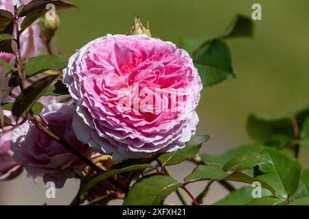 Rose vif Floribunda Rose fleurissant dans un buisson luxuriant de feuilles vertes vibrantes Banque D'Images