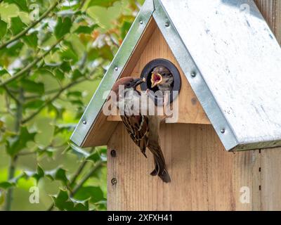 Moineau d'arbre, moineau nourrissant les jeunes dans un nichoir, Bavière, Allemagne, Europe Banque D'Images