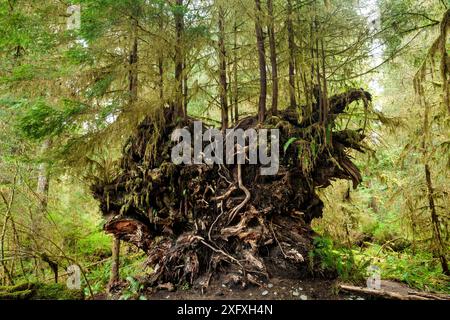 Jeunes arbres poussant dans la racine d'un arbre tombé le long de Spruce Loop, Hoh Rain Forest, Olympic National Park, Washington, États-Unis, avril. Banque D'Images