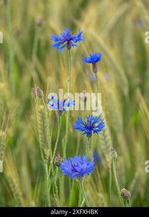 Bleuets bleus (Centaurea cyanus) dans un champ de blé, Bavière, Allemagne, Europe Banque D'Images