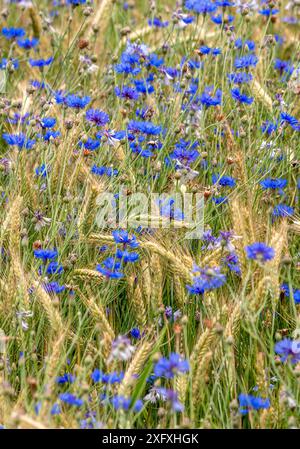 Bleuets bleus (Centaurea cyanus) dans un champ de céréales, Bavière, Allemagne, Europe Banque D'Images